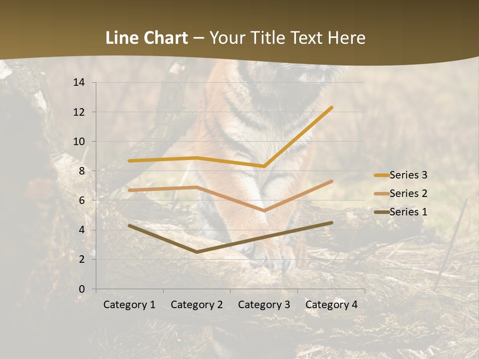 Siberian Tiger PowerPoint Template