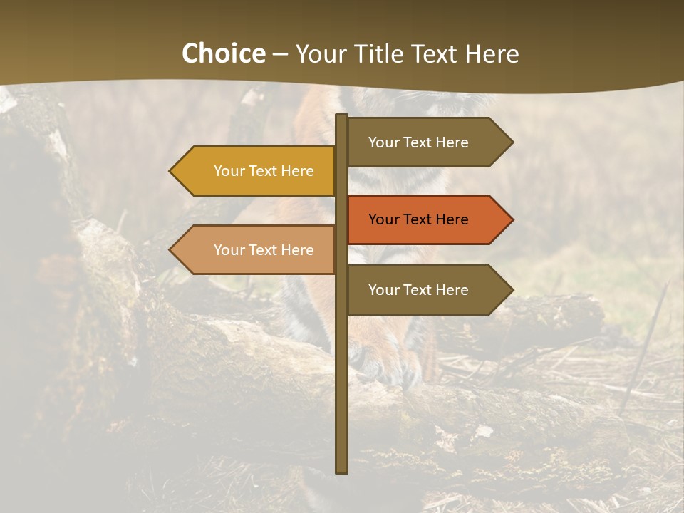 Siberian Tiger PowerPoint Template
