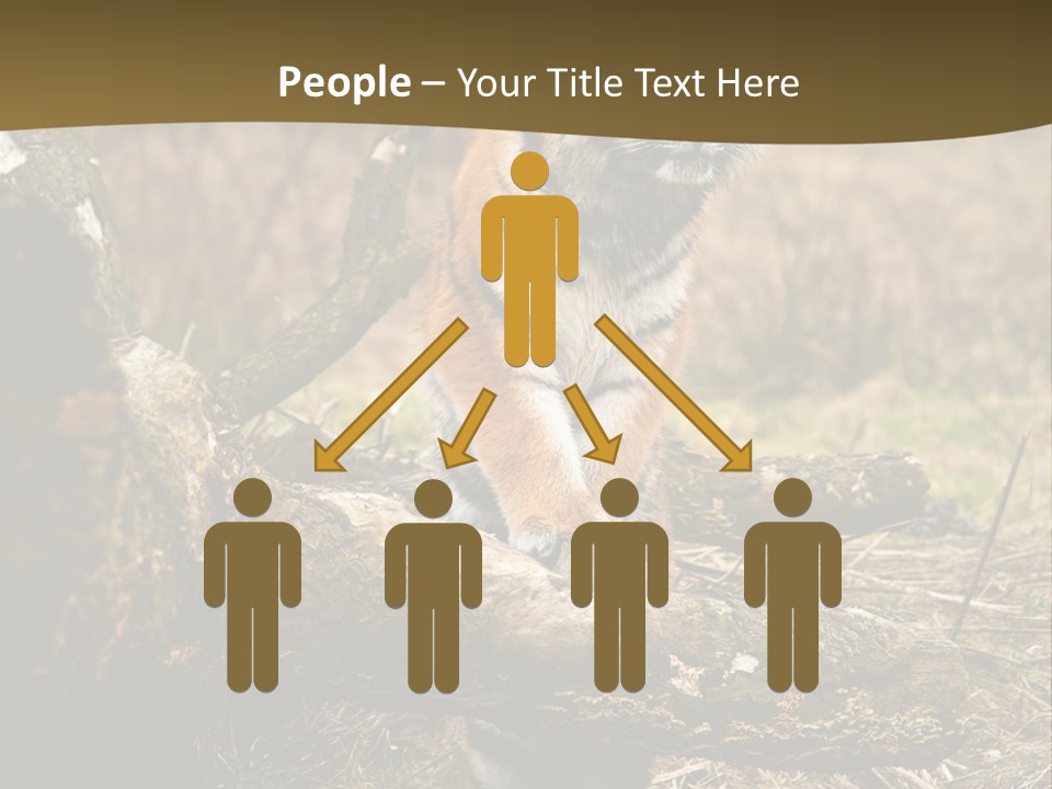 Siberian Tiger PowerPoint Template