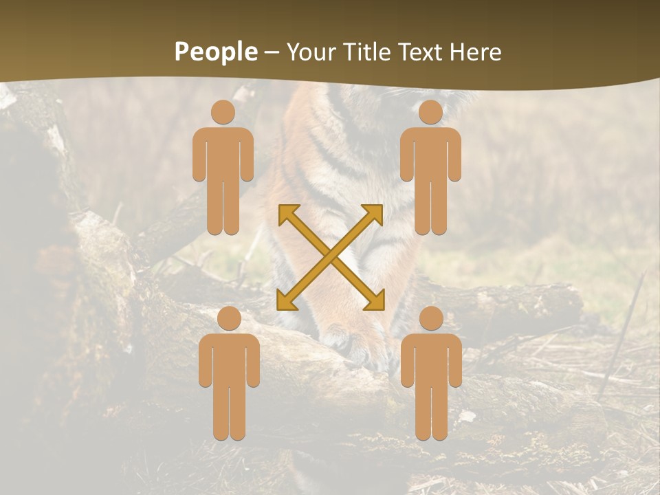 Siberian Tiger PowerPoint Template