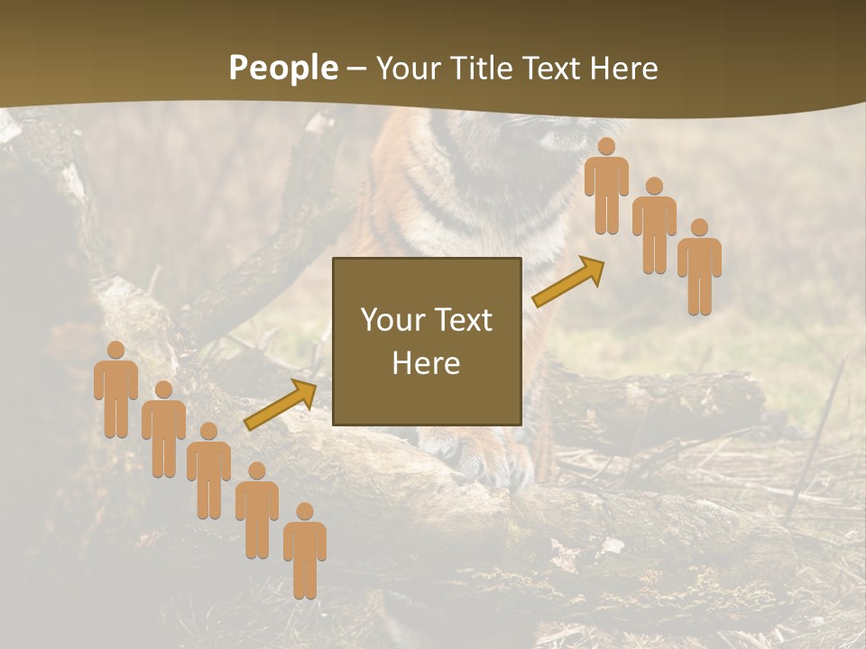 Siberian Tiger PowerPoint Template