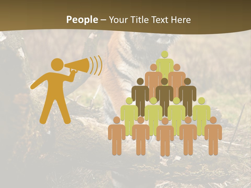 Siberian Tiger PowerPoint Template