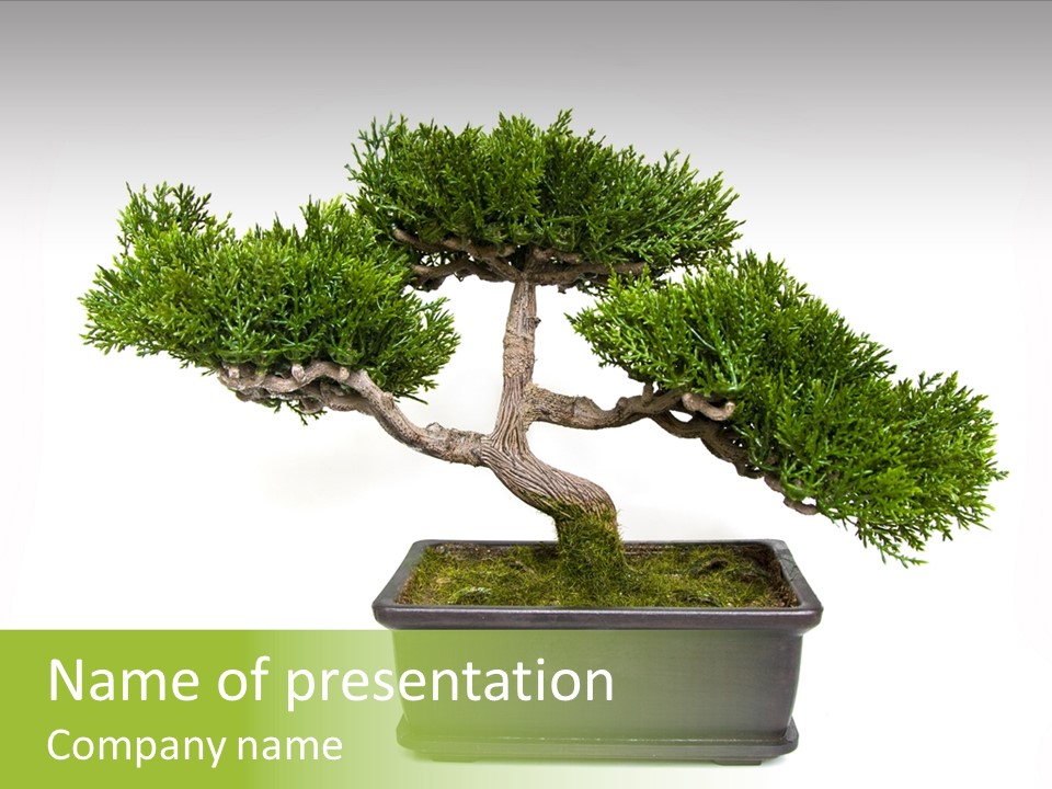 Color Miniature Branch PowerPoint Template