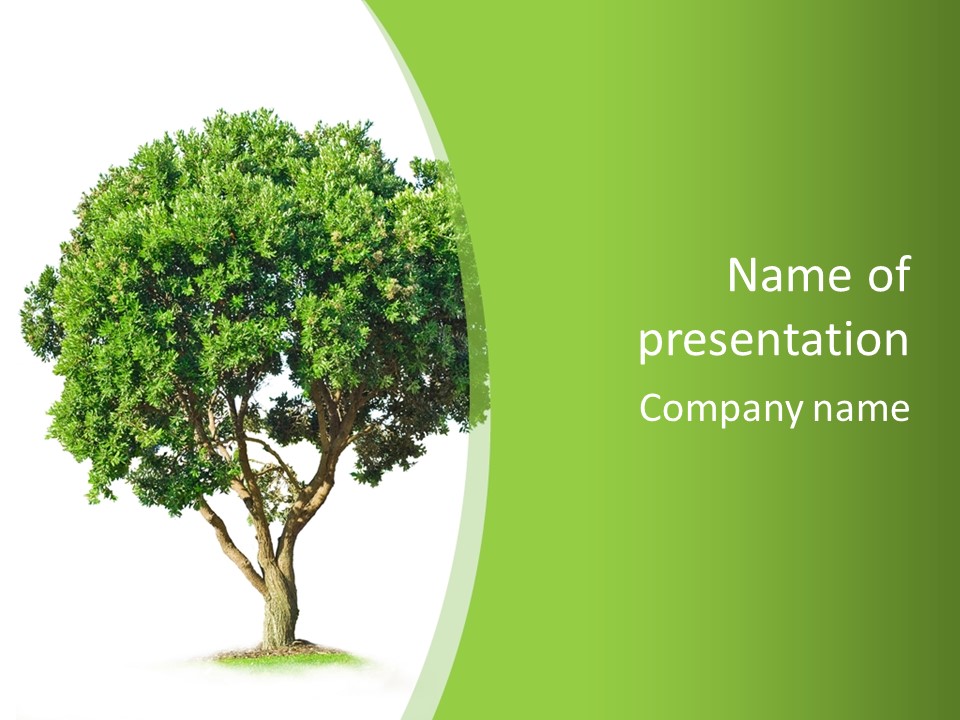 Tree White Background PowerPoint Template