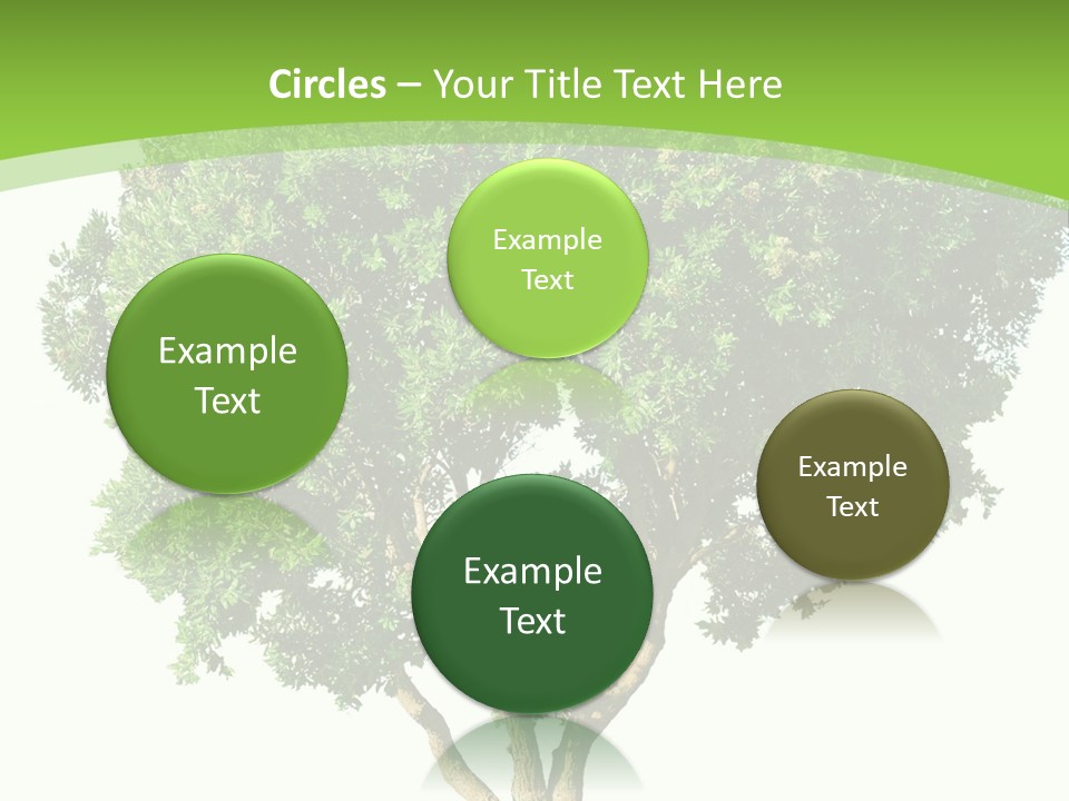 Tree White Background PowerPoint Template