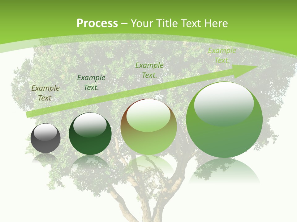 Tree White Background PowerPoint Template