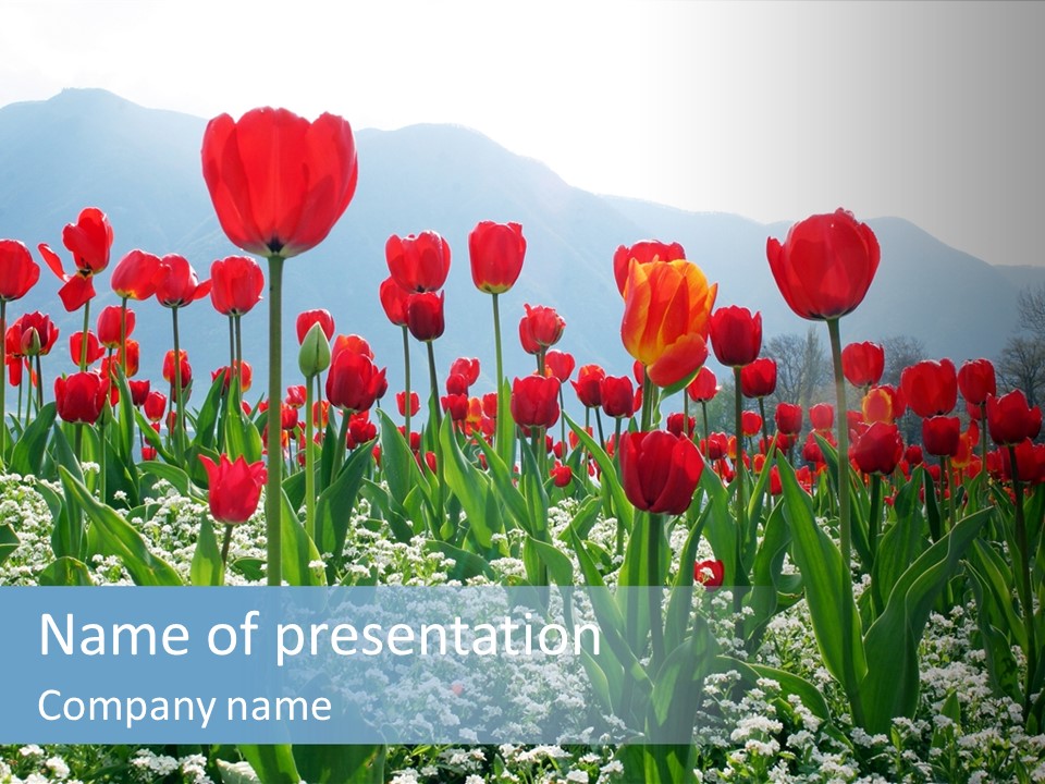 Lalele PowerPoint Template