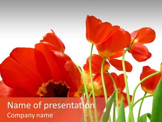 Tulpen PowerPoint Template