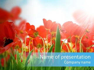 Poppy PowerPoint Template