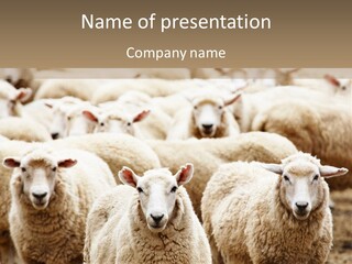 Sheep Herd PowerPoint Template