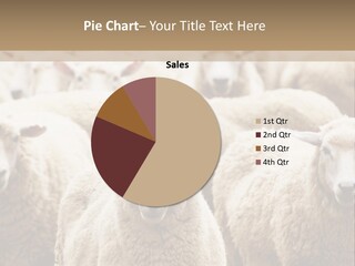 Sheep Herd PowerPoint Template