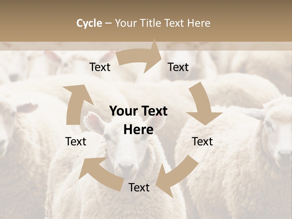 Sheep Herd PowerPoint Template