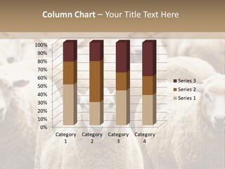 Sheep Herd PowerPoint Template