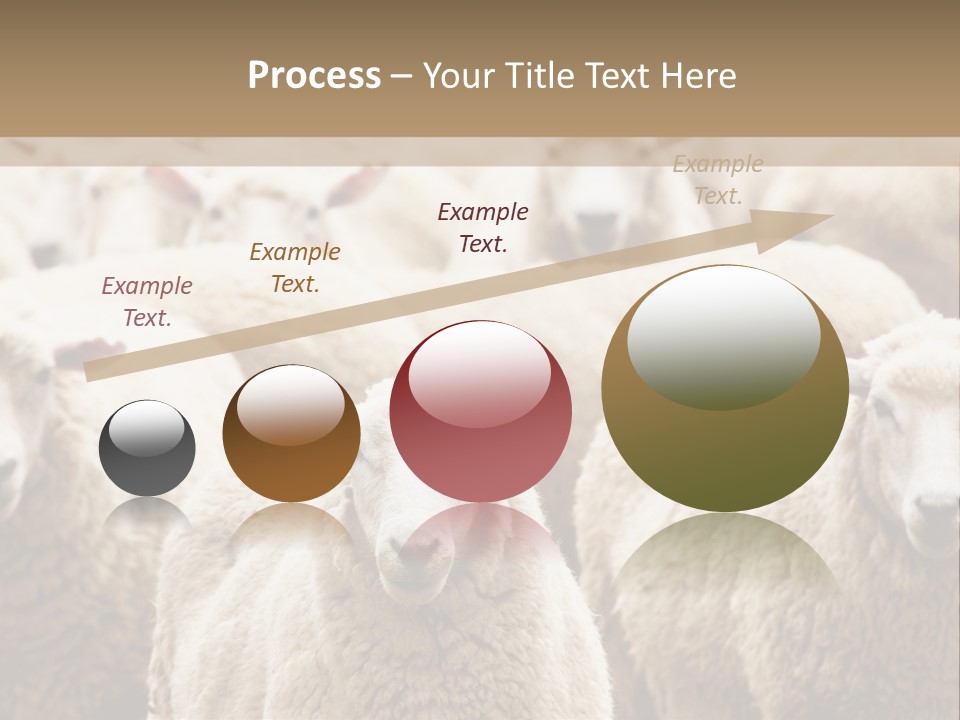 Sheep Herd PowerPoint Template