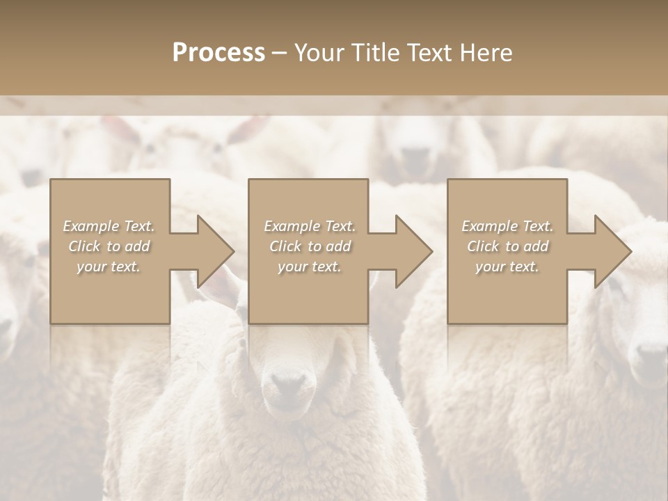 Sheep Herd PowerPoint Template