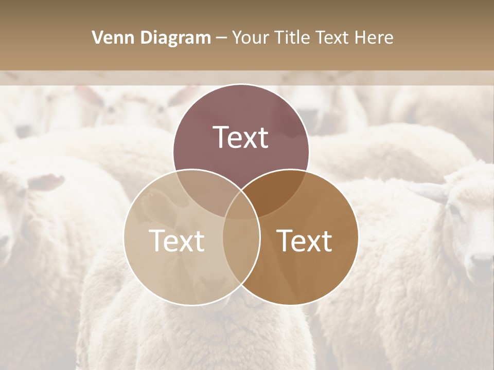 Sheep Herd PowerPoint Template