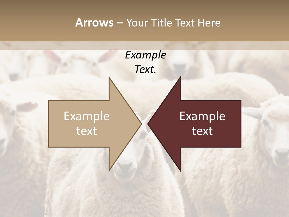 Sheep Herd PowerPoint Template