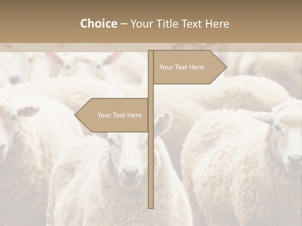 Sheep Herd PowerPoint Template