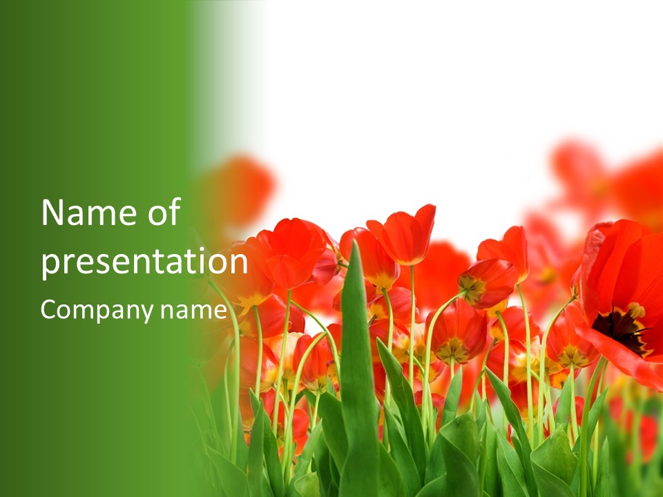 Red Tulips PowerPoint Template