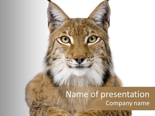 Eurasian Lynx PowerPoint Template