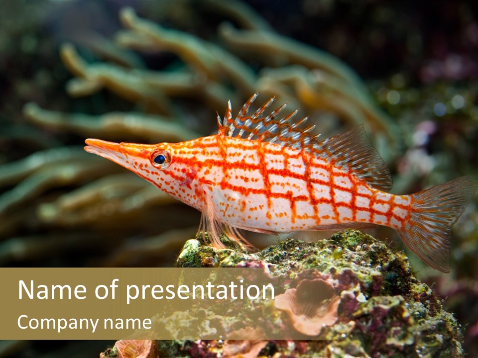 Sea Fish PowerPoint Template