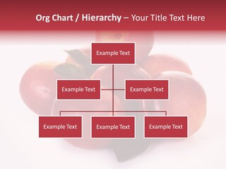 Macro Fresh Circle PowerPoint Template