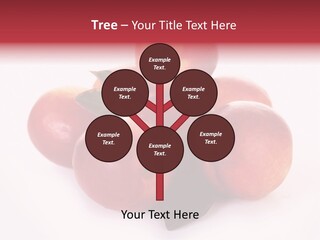 Macro Fresh Circle PowerPoint Template