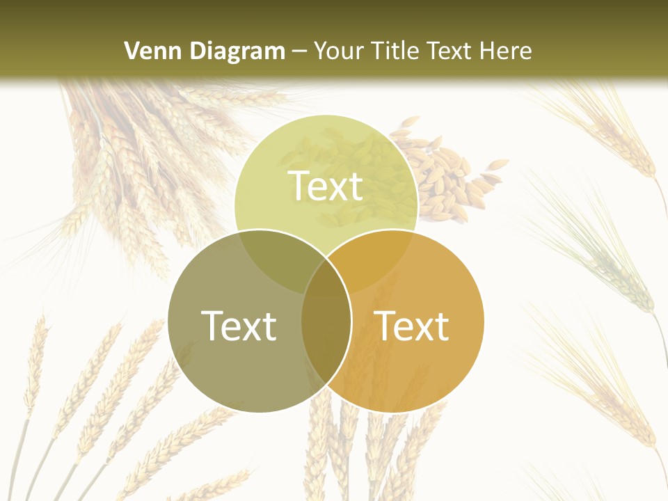 Dry Hay Wheat PowerPoint Template