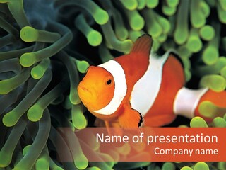 All Types Of Fish In The World PowerPoint Template