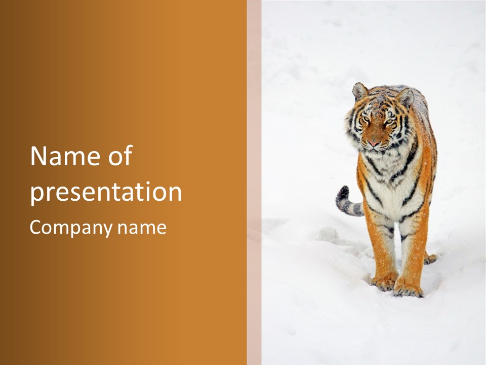 Siberian Tiger Wallpaper Hd PowerPoint Template