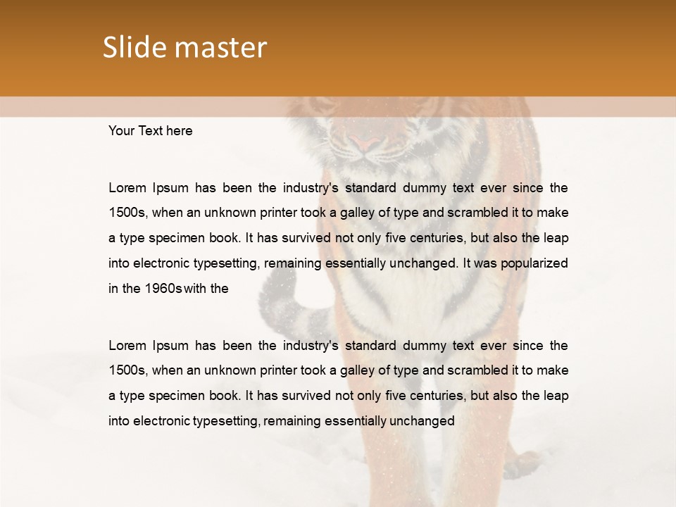 Siberian Tiger Wallpaper Hd PowerPoint Template