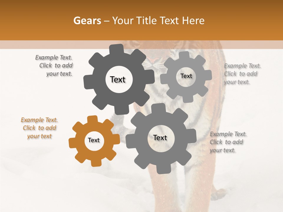 Siberian Tiger Wallpaper Hd PowerPoint Template