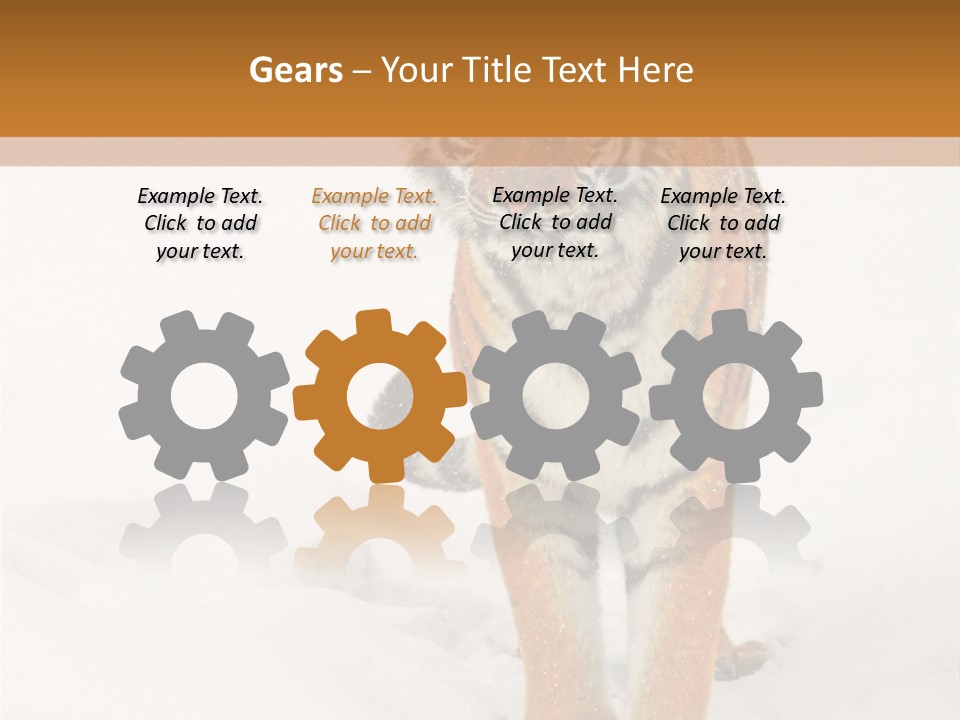 Siberian Tiger Wallpaper Hd PowerPoint Template