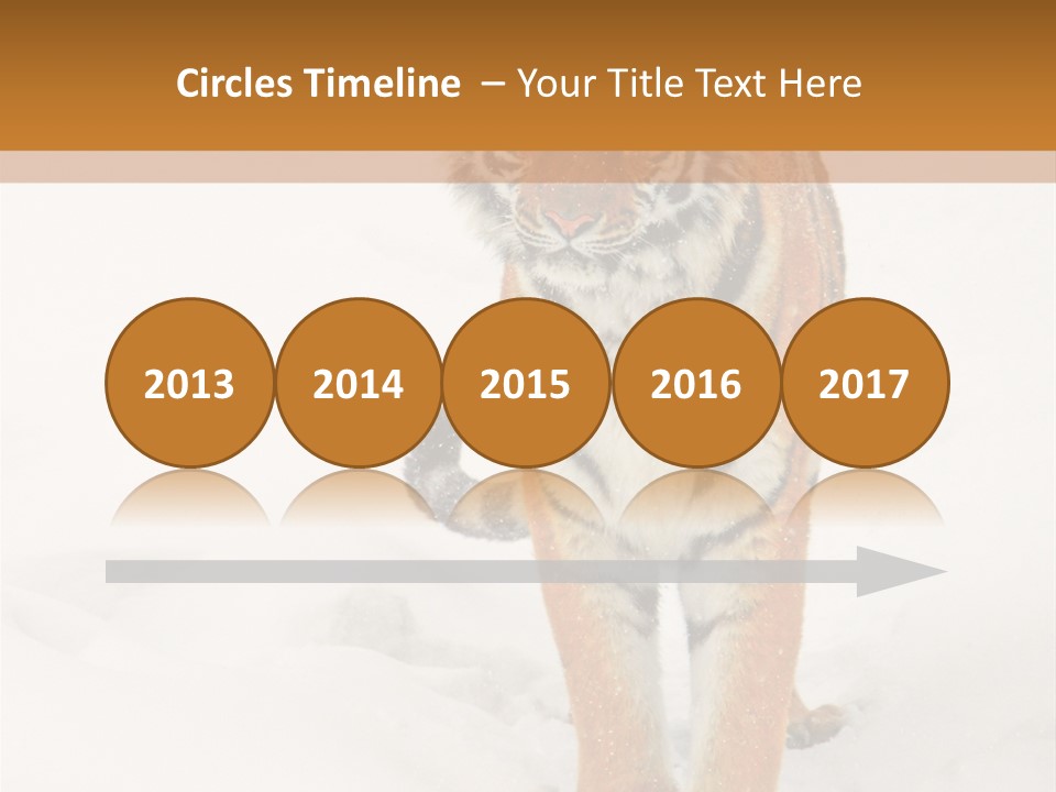 Siberian Tiger Wallpaper Hd PowerPoint Template