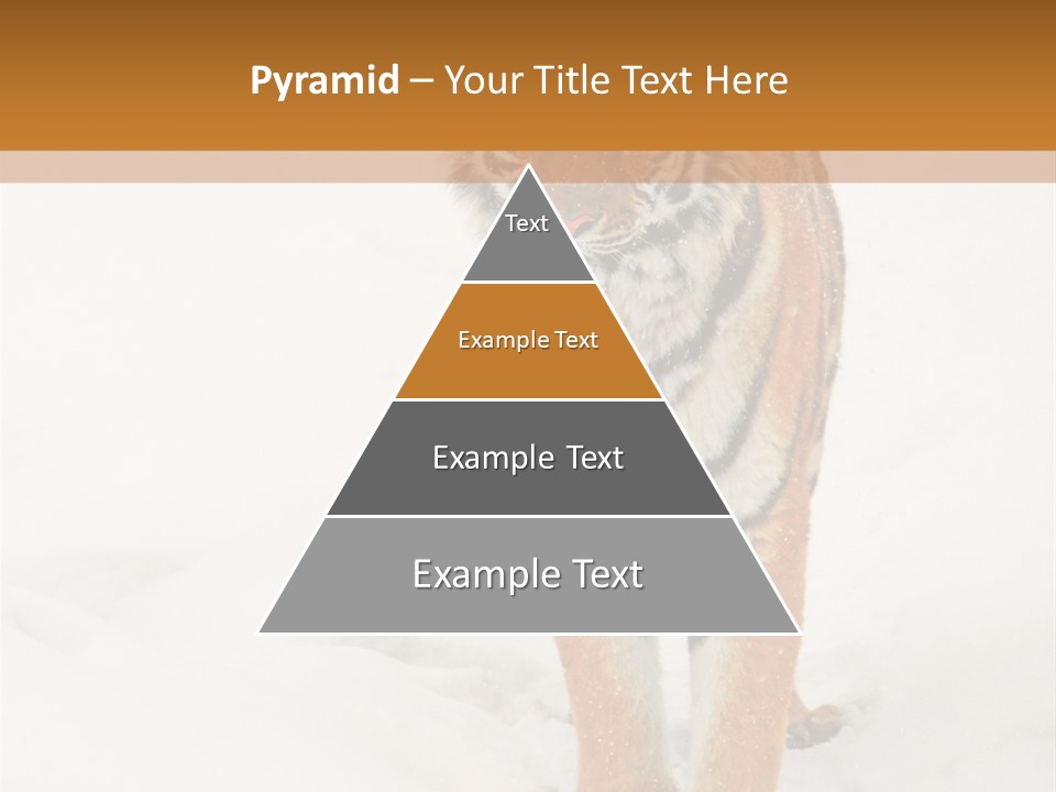 Siberian Tiger Wallpaper Hd PowerPoint Template