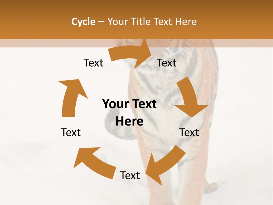 Siberian Tiger Wallpaper Hd PowerPoint Template