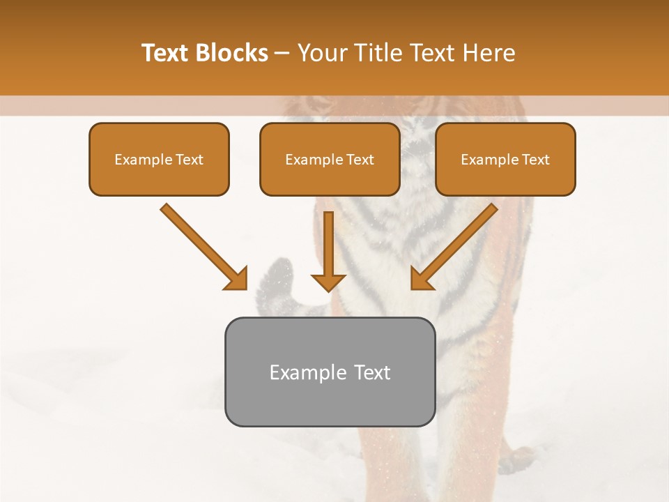 Siberian Tiger Wallpaper Hd PowerPoint Template