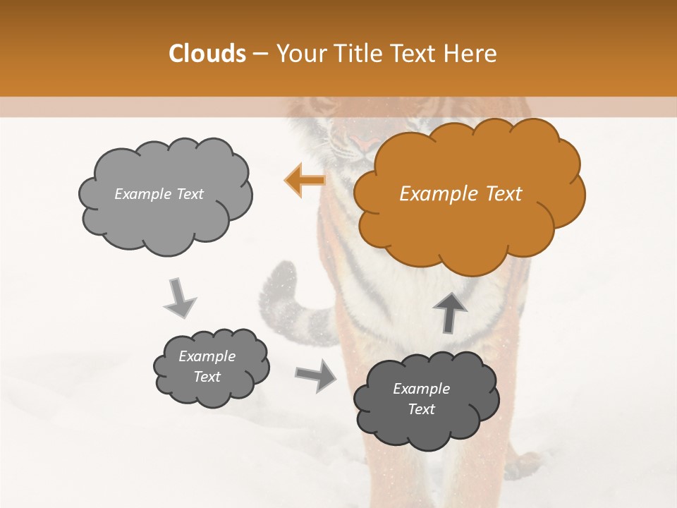 Siberian Tiger Wallpaper Hd PowerPoint Template