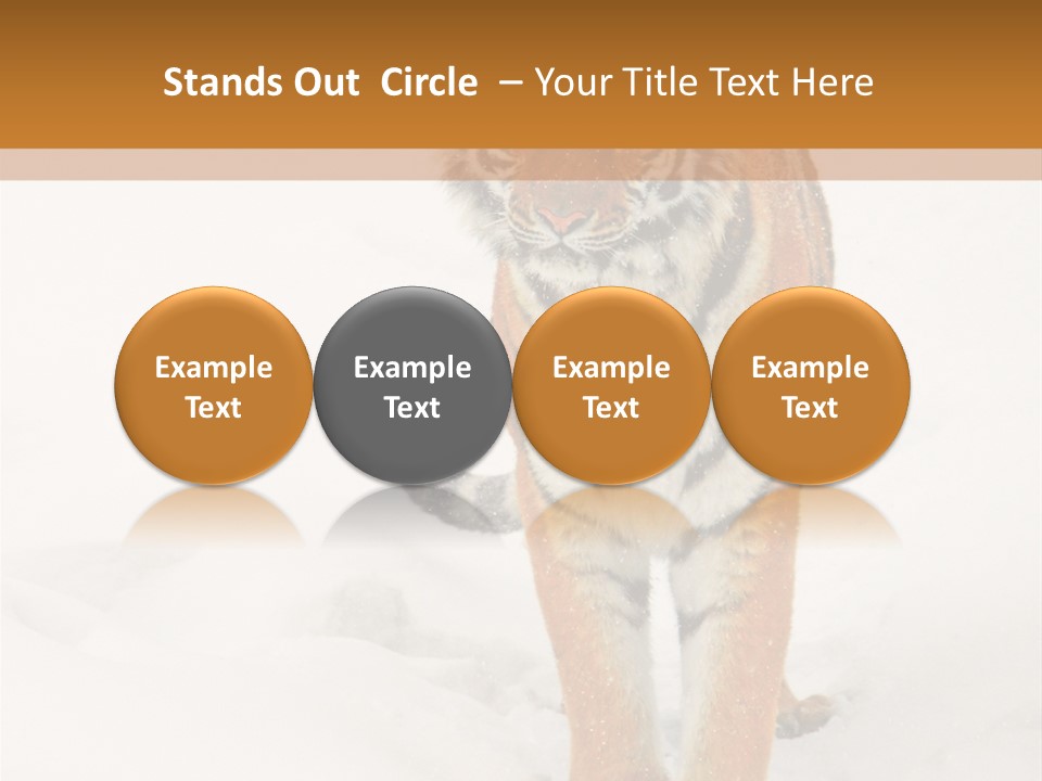 Siberian Tiger Wallpaper Hd PowerPoint Template