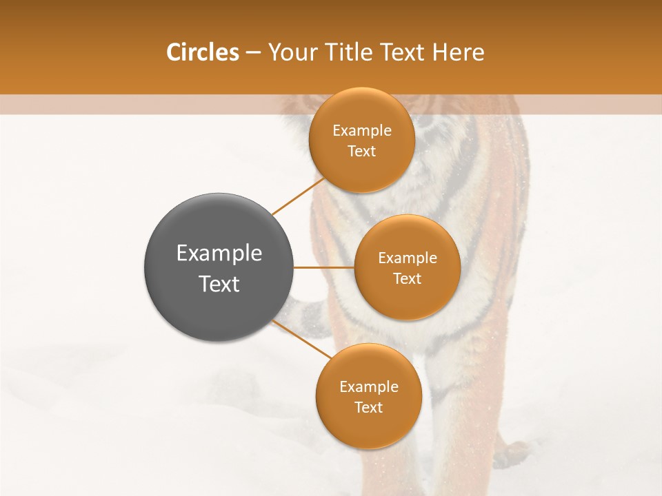 Siberian Tiger Wallpaper Hd PowerPoint Template