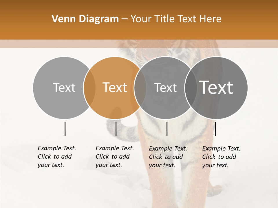 Siberian Tiger Wallpaper Hd PowerPoint Template