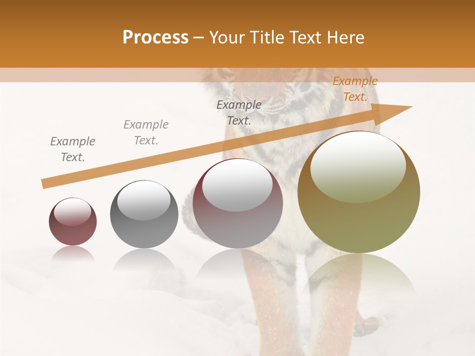 Siberian Tiger Wallpaper Hd PowerPoint Template