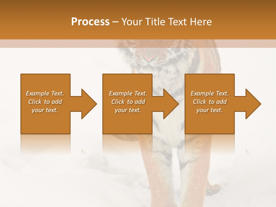 Siberian Tiger Wallpaper Hd PowerPoint Template