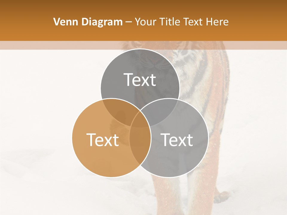 Siberian Tiger Wallpaper Hd PowerPoint Template