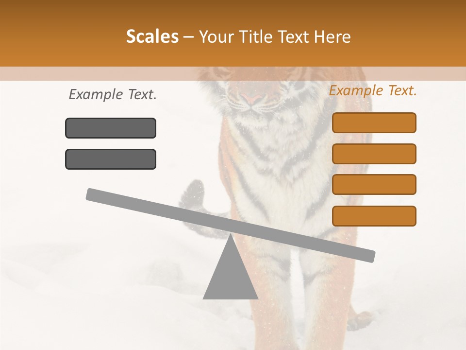 Siberian Tiger Wallpaper Hd PowerPoint Template