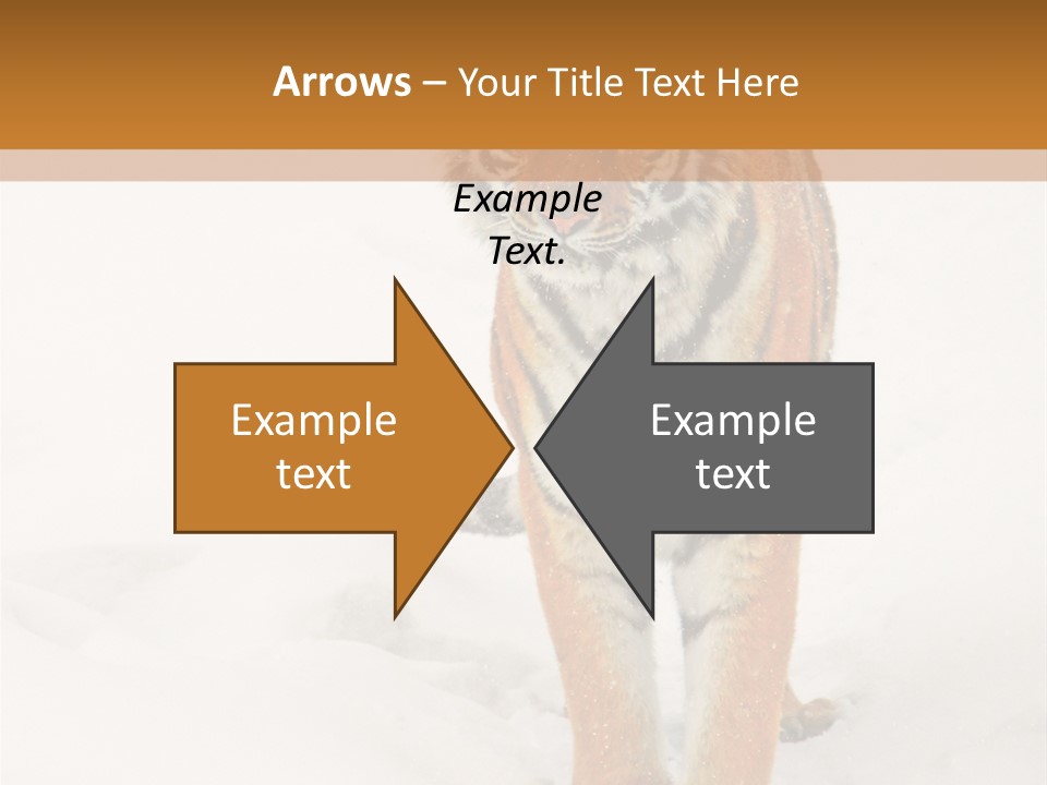 Siberian Tiger Wallpaper Hd PowerPoint Template