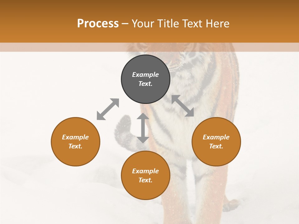 Siberian Tiger Wallpaper Hd PowerPoint Template