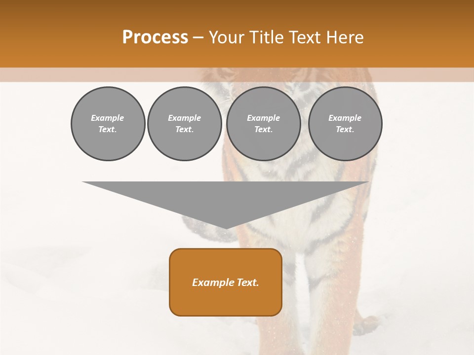 Siberian Tiger Wallpaper Hd PowerPoint Template