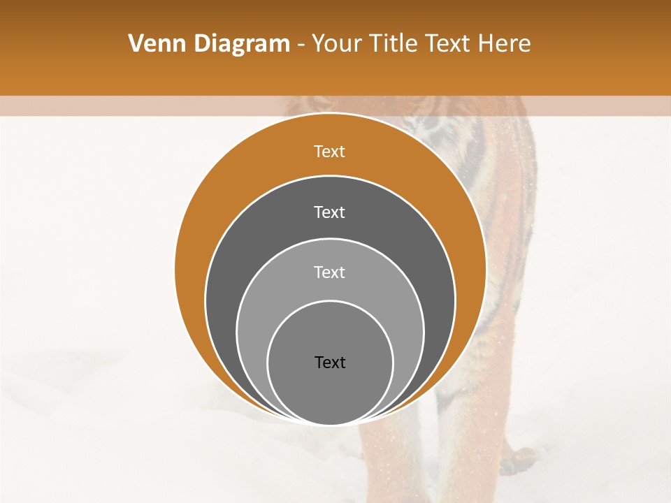 Siberian Tiger Wallpaper Hd PowerPoint Template