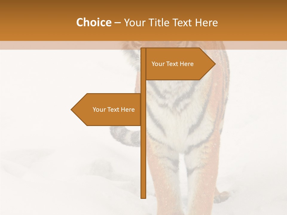 Siberian Tiger Wallpaper Hd PowerPoint Template